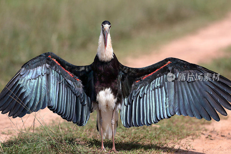 鹳鸟:成年亚洲毛颈鹳或亚洲毛颈鹳(Ciconia episcopus)